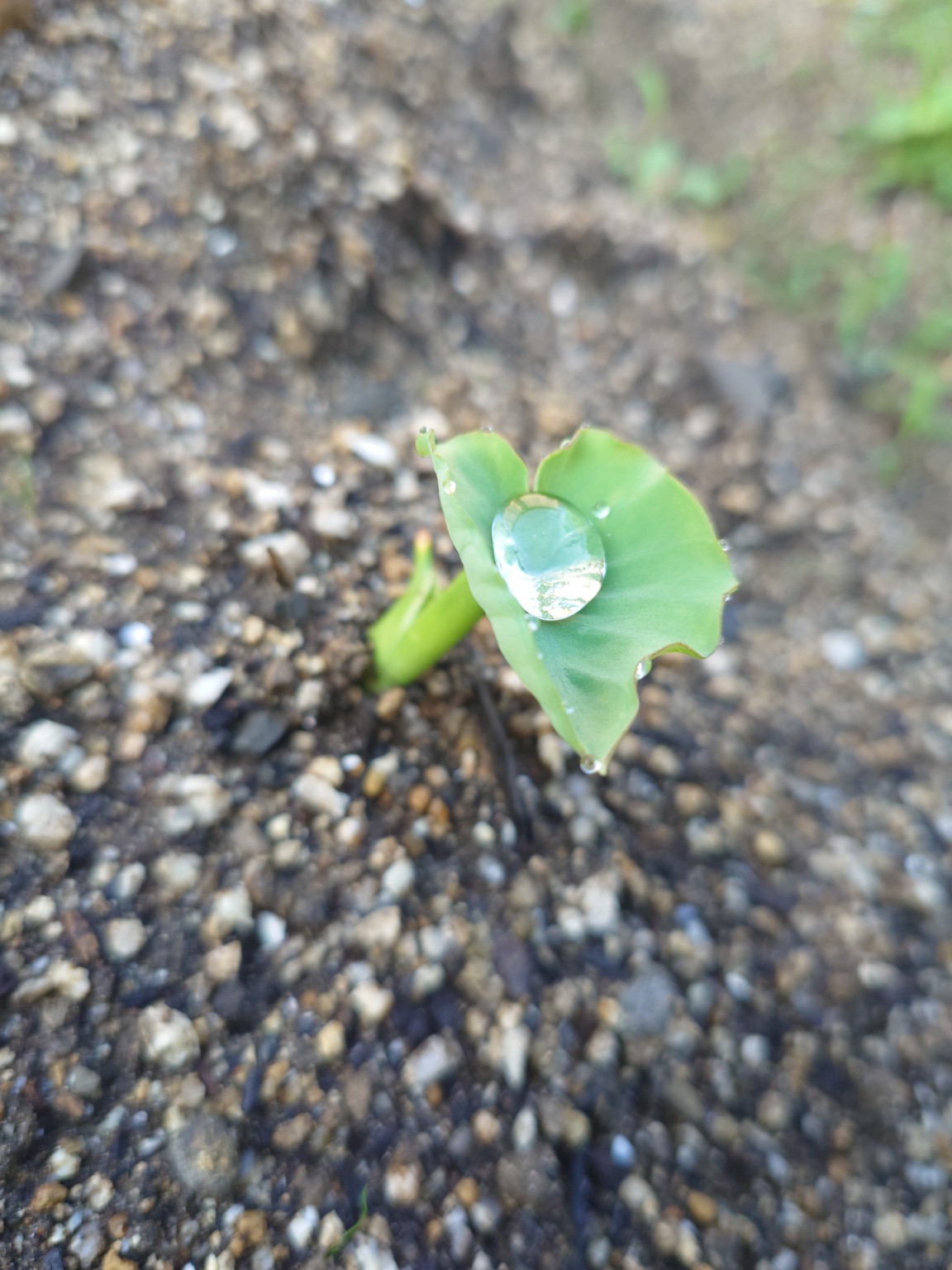 emergence